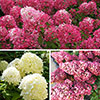 Hydrangea paniculata Collection