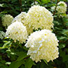 Hydrangea paniculata Collection