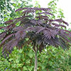 Summer Chocolate Purple Silk Tree