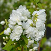 Mock Orange Philadelphus Virginal