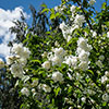 Mock Orange Philadelphus Virginal
