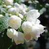 Mock Orange Philadelphus Virginal