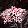Sambucus nigra Black Lace