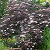 Sambucus nigra Black Lace
