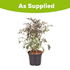 Sambucus nigra Black Lace