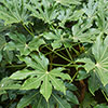 Fatsia japonica