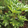 Fatsia japonica