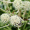 Fatsia japonica