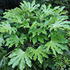 Fatsia japonica