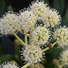 Fatsia japonica