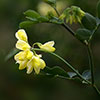 Coronilla glauca Citrina Coronilla glauca Citrina