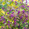 Callicarpa Profusion Beautyberry Callicarpa Profusion Beautyberry