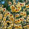 Chimonanthus praecox Wintersweet