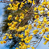 Chimonanthus praecox Wintersweet