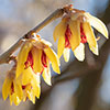 Chimonanthus praecox Wintersweet
