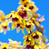 Chimonanthus praecox Wintersweet