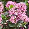 Escallonia Pink Elle
