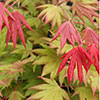 Acer shirasawanum Moonrise Acer shirasawanum Moonrise