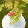Acer shirasawanum Moonrise Acer shirasawanum Moonrise