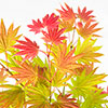 Acer shirasawanum Moonrise Acer shirasawanum Moonrise