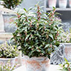 Sarcococca hookeriana Winter Gem