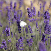 Lavender Munstead