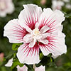 Hibiscus syriacus Starburst Chiffon