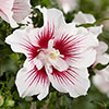 Hibiscus syriacus Starburst Chiffon