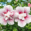 Hibiscus syriacus Starburst Chiffon