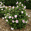 Hibiscus syriacus Starburst Chiffon