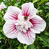Hibiscus syriacus Starburst Chiffon