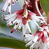 Sarcococca hookeriana Winter Gem