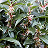 Sarcococca hookeriana Winter Gem