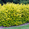 Ligustrum ovalifolium Aureum - Golden Privet