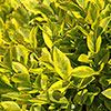 Ligustrum ovalifolium Aureum - Golden Privet