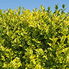 Ligustrum ovalifolium Aureum - Golden Privet