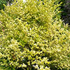 Ligustrum ovalifolium Aureum - Golden Privet