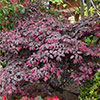 Loropetalum Black Pearl Chinese Witch Hazel