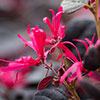 Loropetalum Black Pearl Chinese Witch Hazel