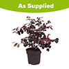 Loropetalum Black Pearl Chinese Witch Hazel