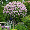Pair Of Lilac Syringa Palibin Standard