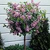 Pair Of Lilac Syringa Palibin Standard