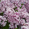 Pair Of Lilac Syringa Palibin Standard