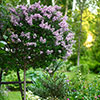 Pair Of Lilac Syringa Palibin Standard