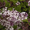 Pair Of Lilac Syringa Palibin Standard