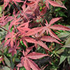 Acer palmatum Atropurpureum Japanese Maple