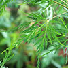 Acer palmatum Emerald Lace