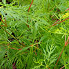 Acer palmatum Emerald Lace
