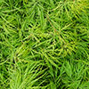 Acer palmatum Emerald Lace