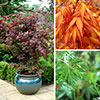 Acer palmatum Japanese Maples Set of 3